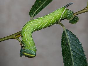 Smerinthus atlanticus