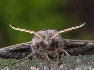 Smerinthus ocellata