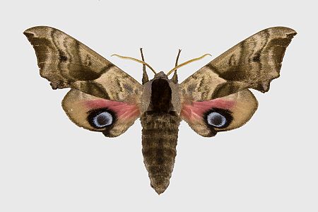 Smerinthus ocellata