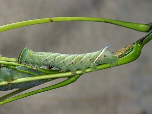 Smerinthus ocellata