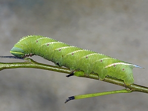 Smerinthus ocellata