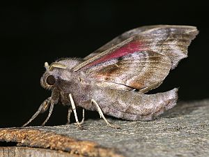 Smerinthus ocellata