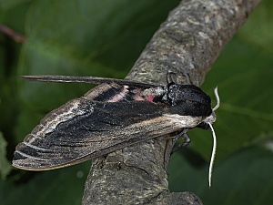 Sphinx ligustri