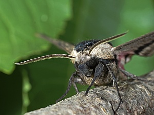 Sphinx ligustri