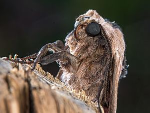 Sphinx ligustri