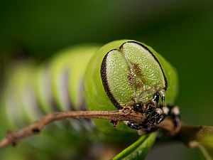 Sphinx ligustri Raupe