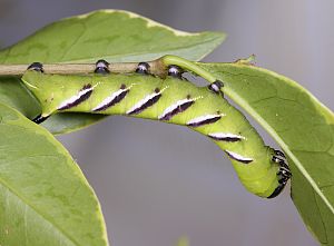 Sphinx ligustri Raupe