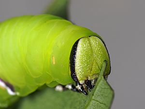 Sphinx ligustri Raupe