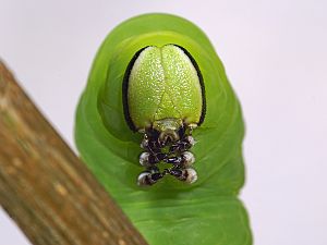 Sphinx ligustri Raupe