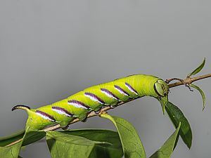 Sphinx ligustri Raupe