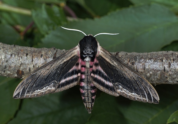 Sphinx ligustri