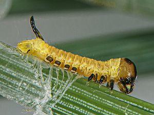 Sphinx pinastri