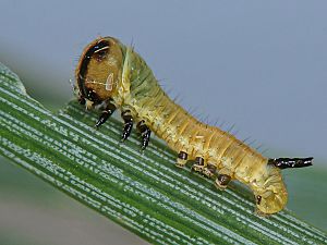 Sphinx pinastri