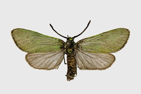Adscita statices