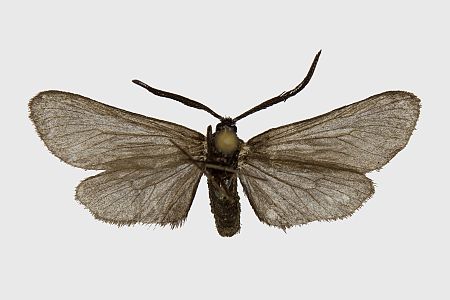 Rhagades pruni