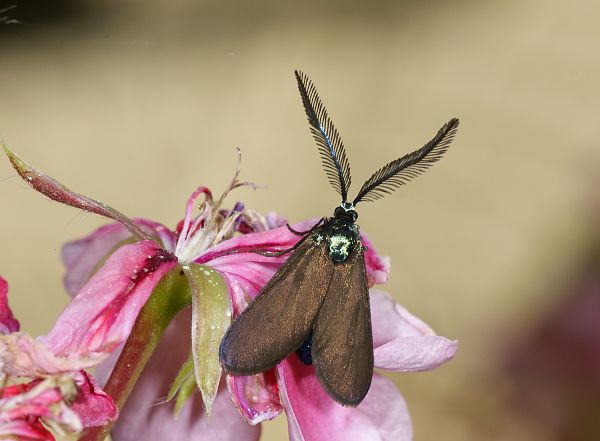 Heterogynis penella