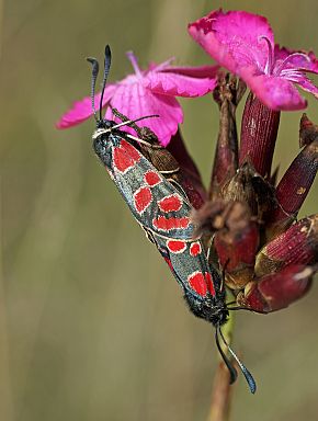 Zygaena carniolica