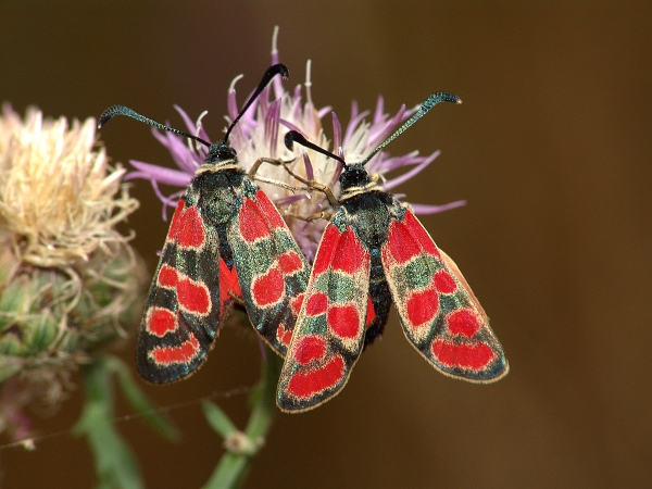 Zygaena carniolica