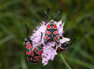 Zygaena carniolica