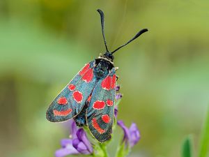 Zygaena carniolica