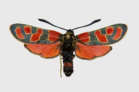 Zygaena carniolica