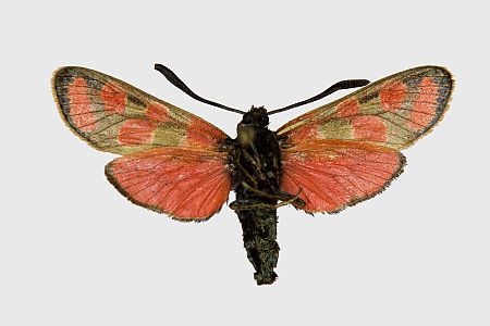 Zygaena carniolica