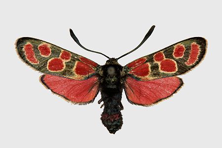 Zygaena carniolica