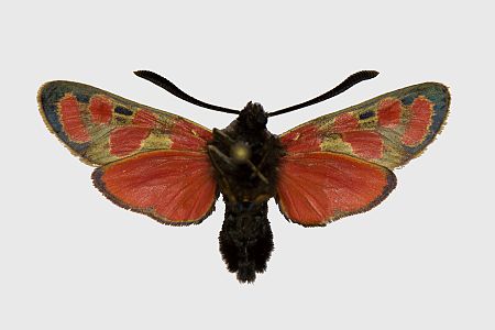 Zygaena carniolica