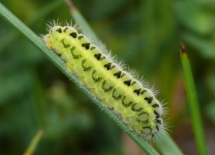 Zygaena carniolica