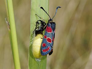 Zygaena carniolica