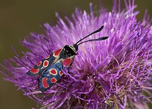 Zygaena carniolica