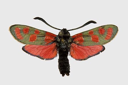 Zygaena carniolica