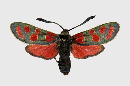 Zygaena carniolica