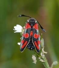 Zygaena carniolica