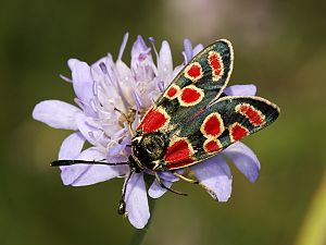 Zygaena carniolica