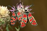 Zygaena carniolica