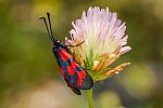 Zygaena cuvieri