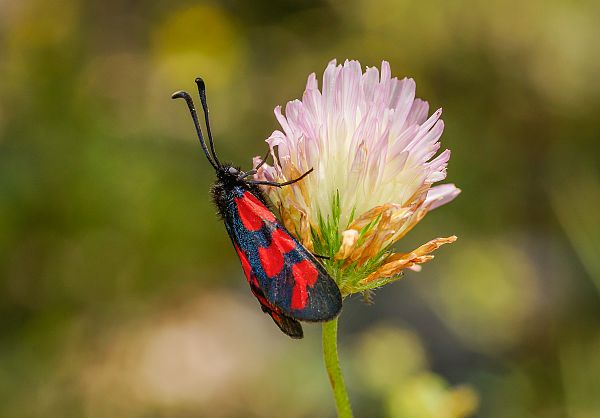 Zygaena cuvieri