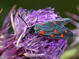 Zygaena dorycnii