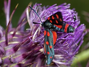 Zygaena dorycnii