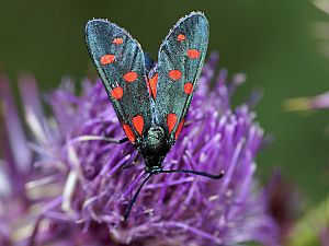 Zygaena dorycnii