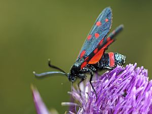 Zygaena dorycnii