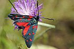 Zygaena dorycnii