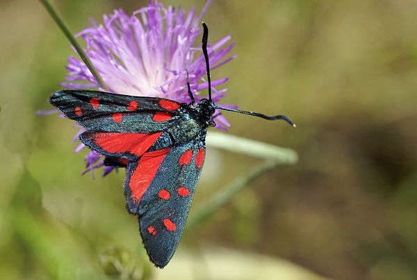 Zygaena dorycnii