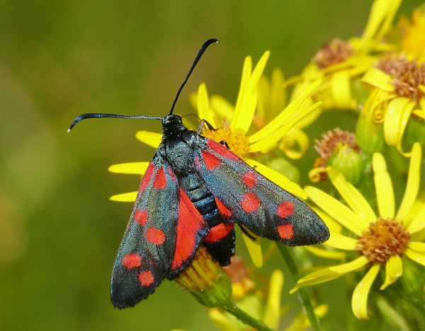 Zygaena ephialtes