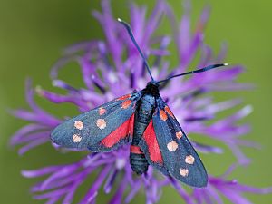 Zygaena ephialtes