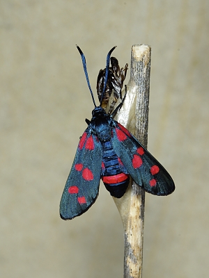 Zygaena ephialtes