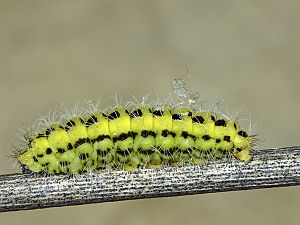 Zygaena ephialtes