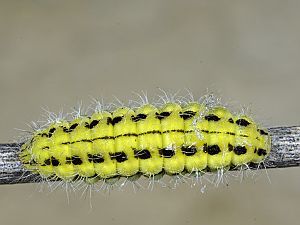 Zygaena ephialtes