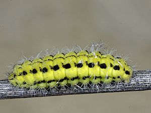 Zygaena ephialtes